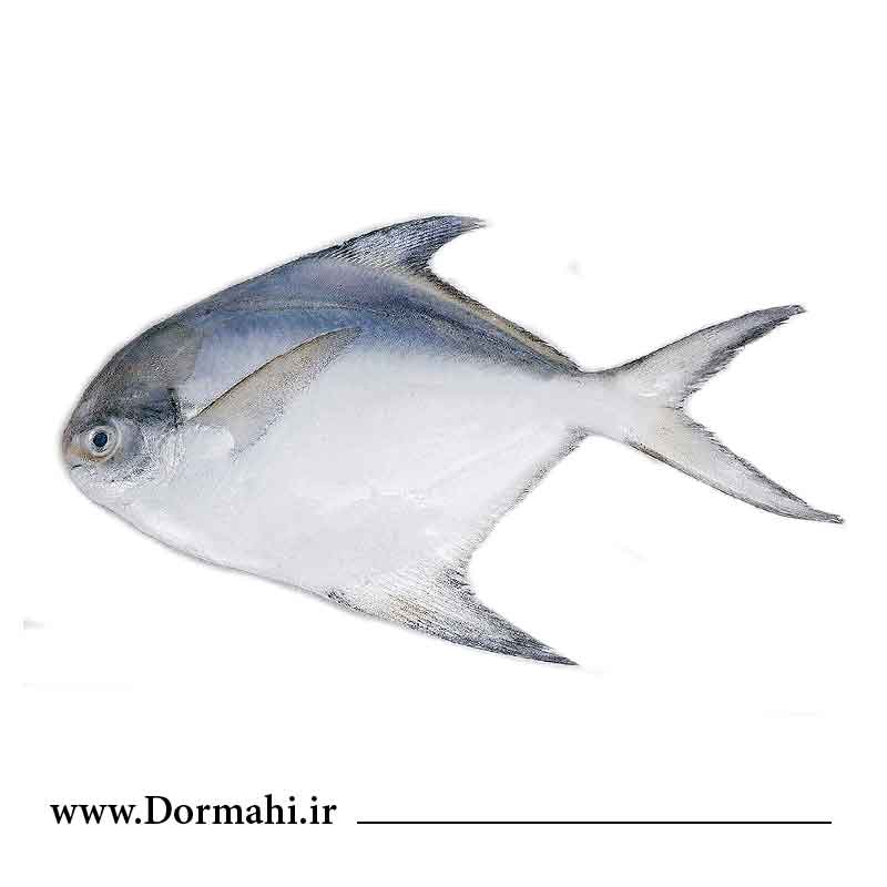 حلوا-سفید ربیدی